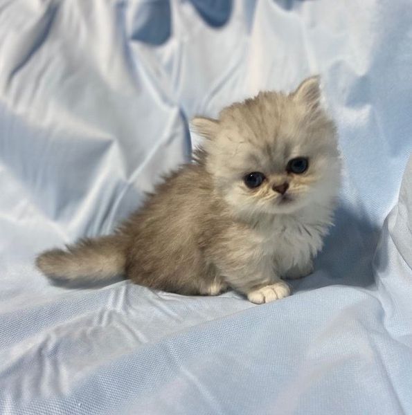Great Mews Nicholas
