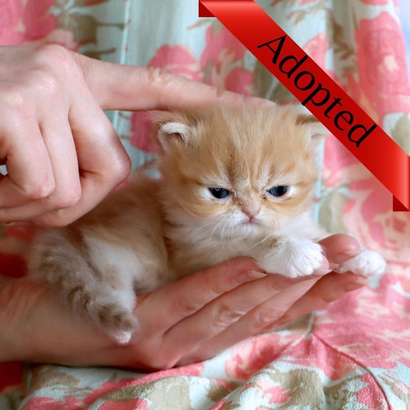 Great Mews Andrea