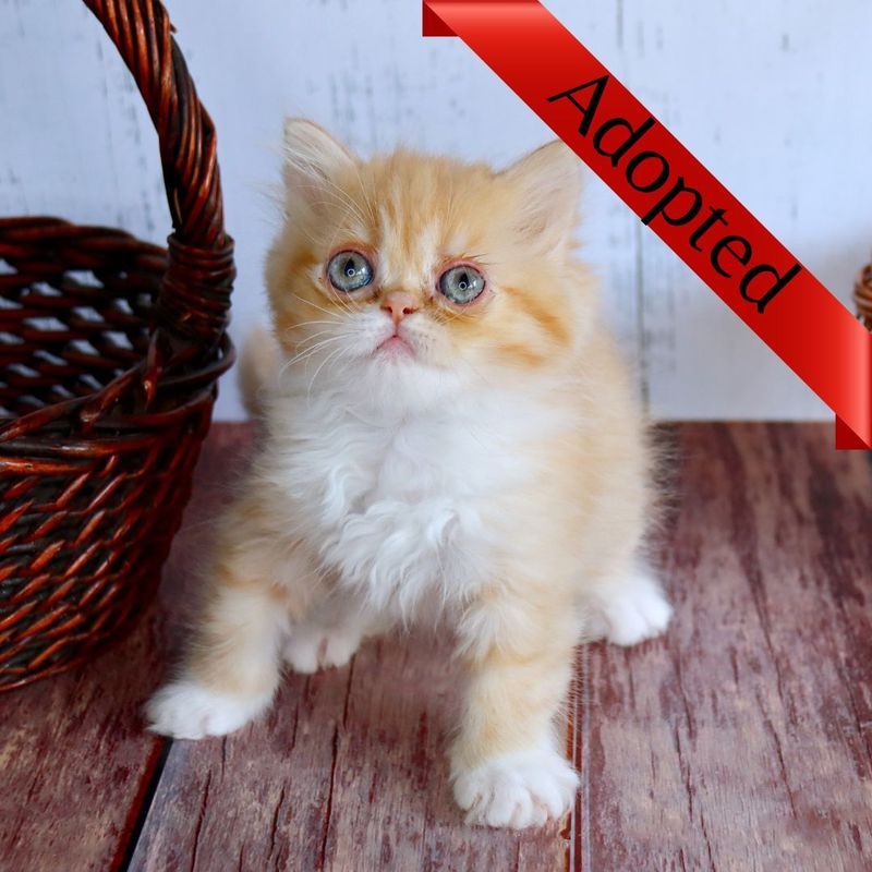 Great Mews Andrea