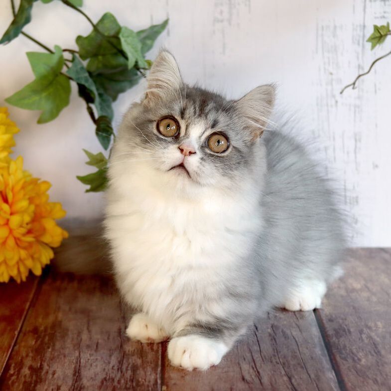 Great Mews Angelo