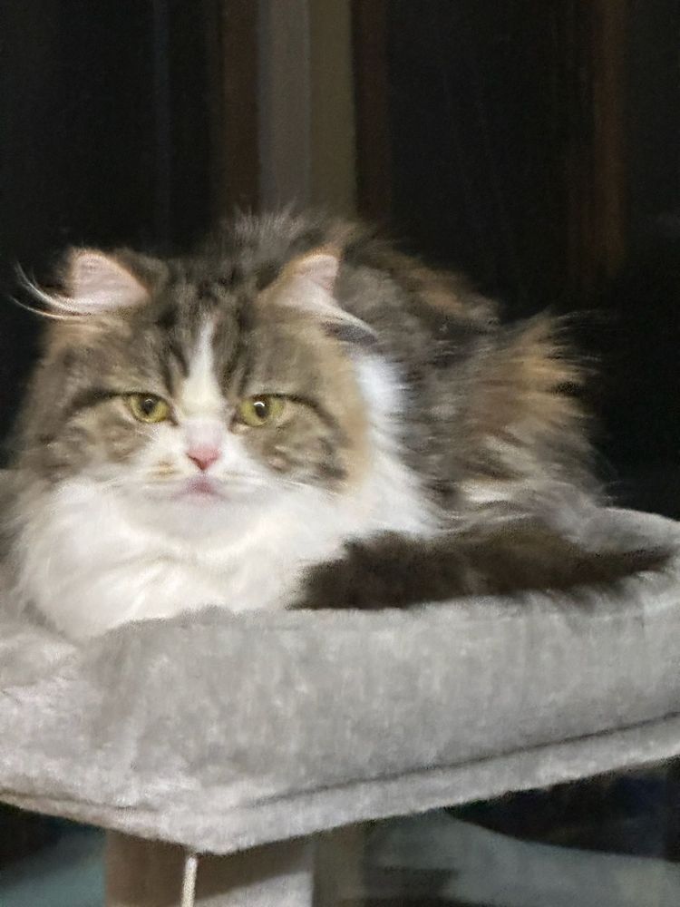 Great Mews Cattery