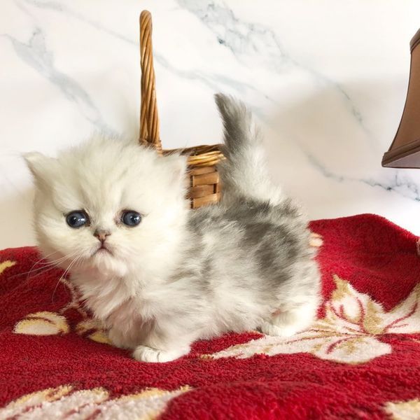 Great Mews Bella