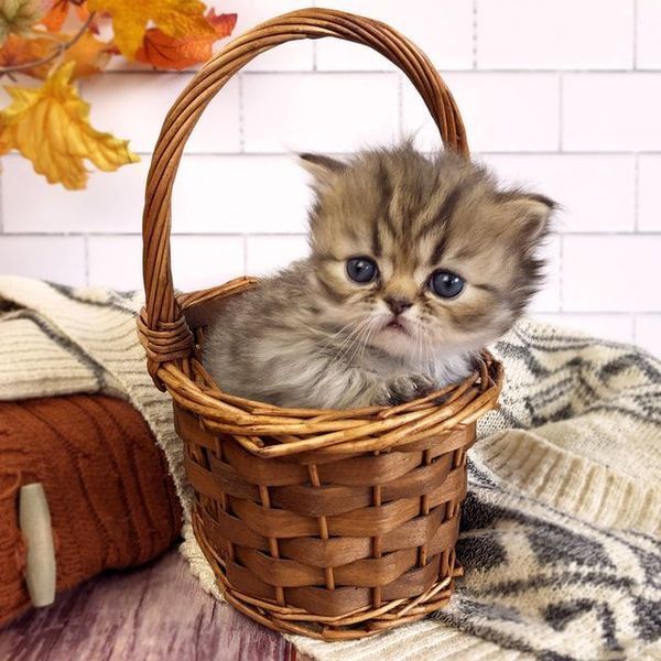 Great Mews Benjamin
