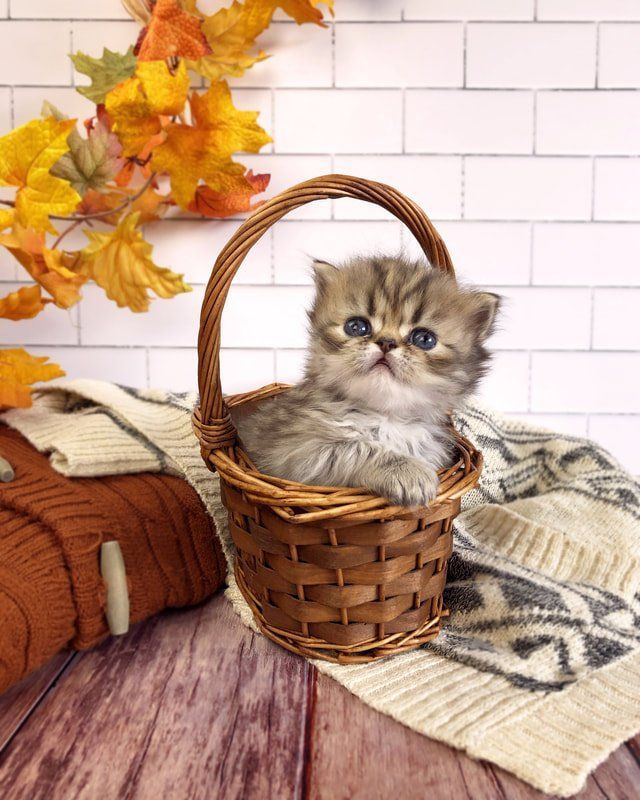 Great Mews Benjamin