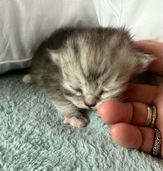 Great Mews Benny