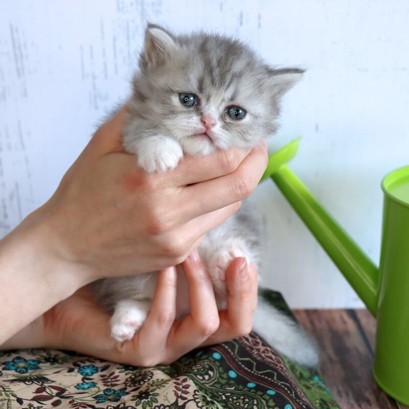 Great Mews Cattery