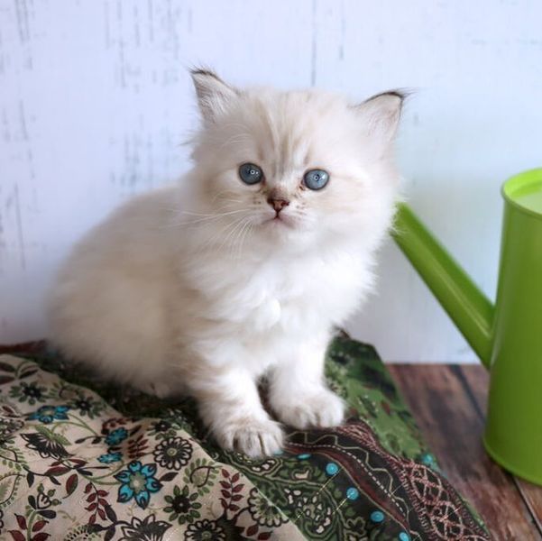 Great Mews Bee