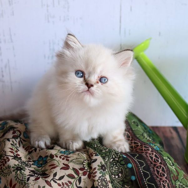 Great Mews Blossom