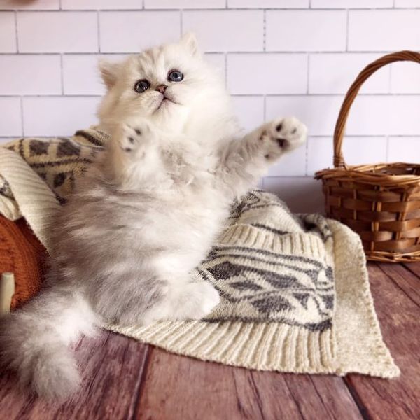 Great Mews Bruno