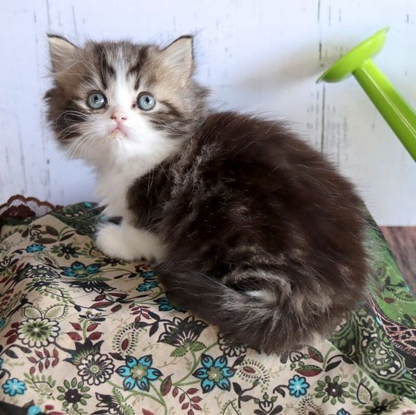 Great Mews Brandy