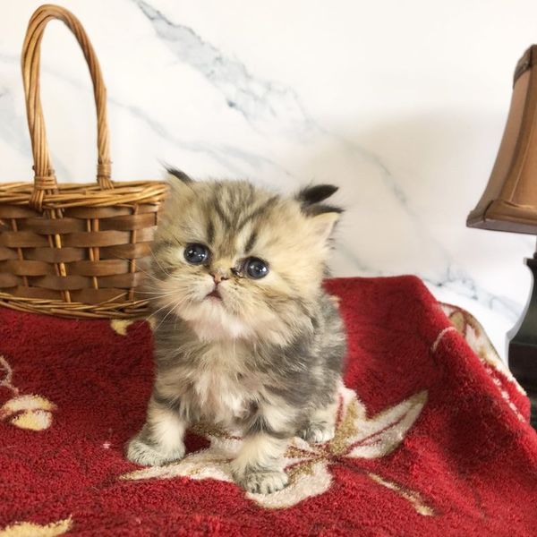 Great Mews Cassidy