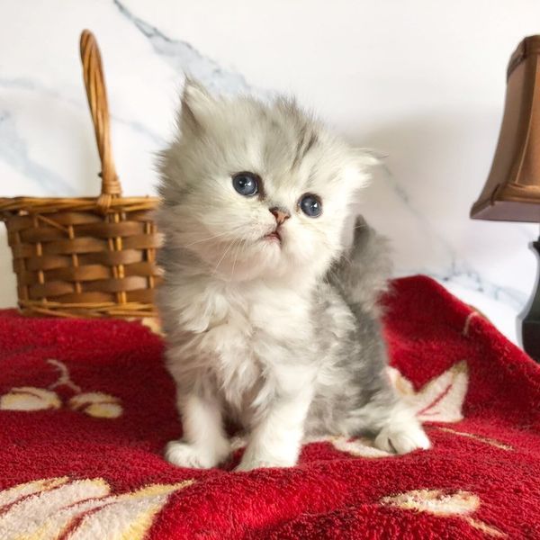Great Mews Celine