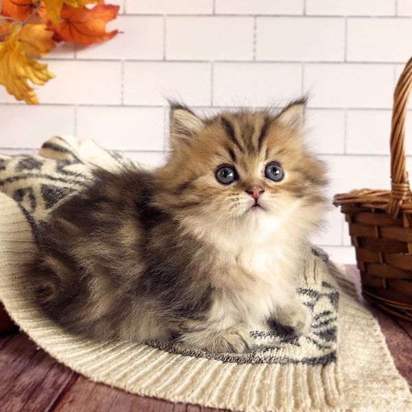 Great Mews Dante