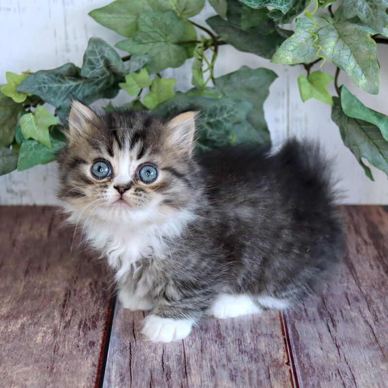 Great Mews Dean