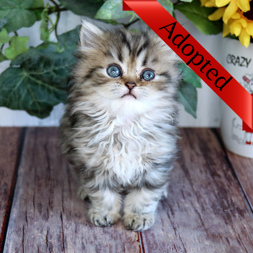 Great Mews Destiny