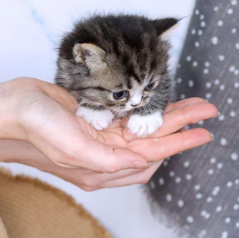 Great Mews Cattery
