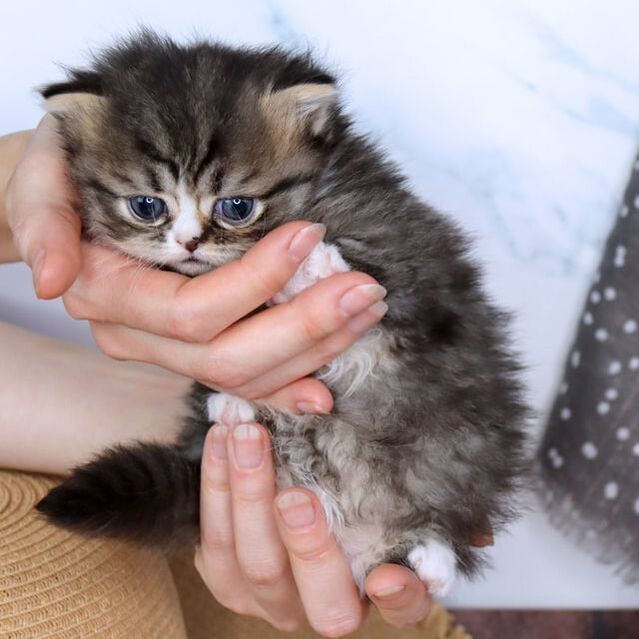 Great Mews Cattery
