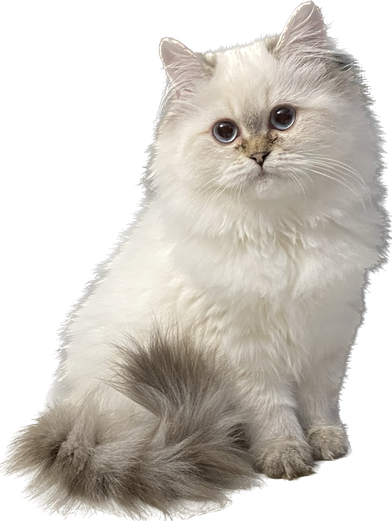 Great Mews Cattery