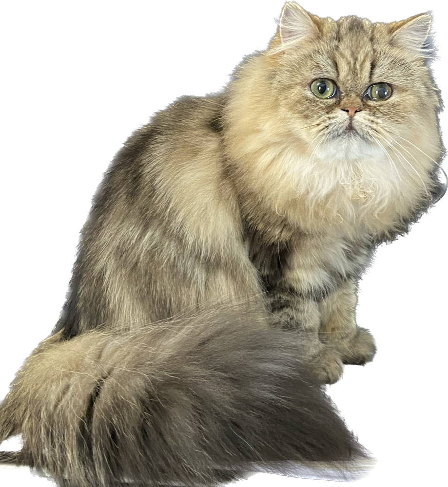 Great Mews Cattery