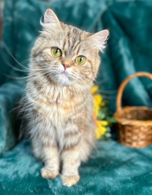 Great Mews Cattery
