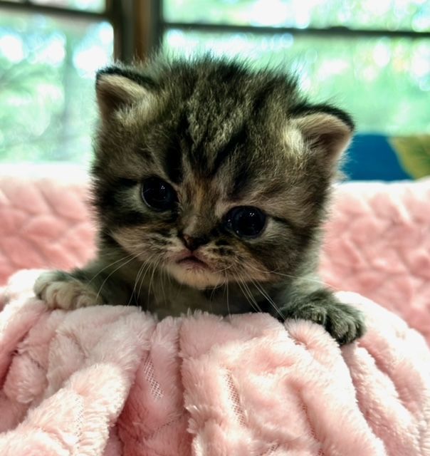 Great Mews Cattery