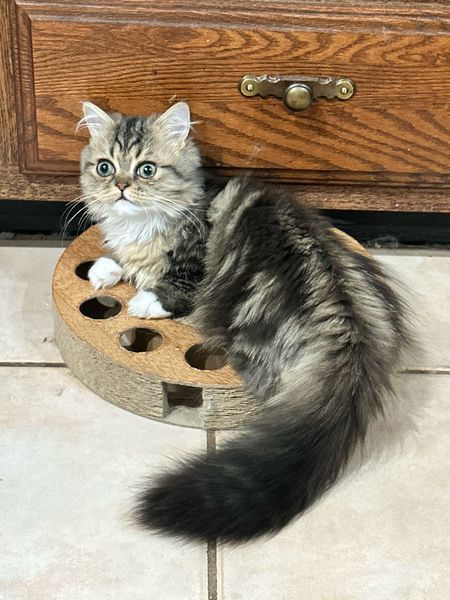 Great Mews Cattery