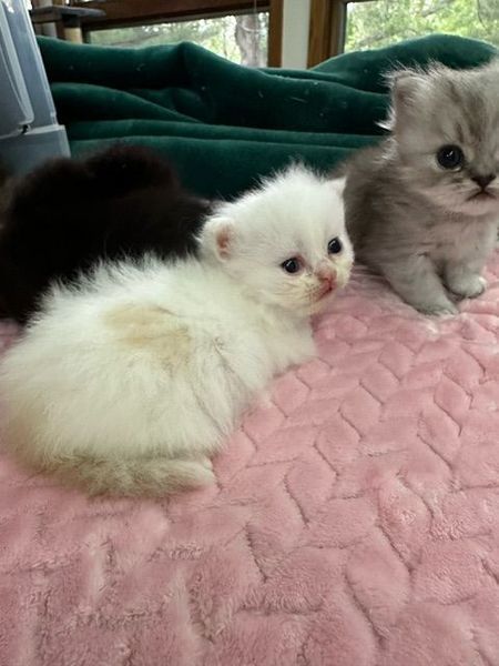 Great Mews Cattery