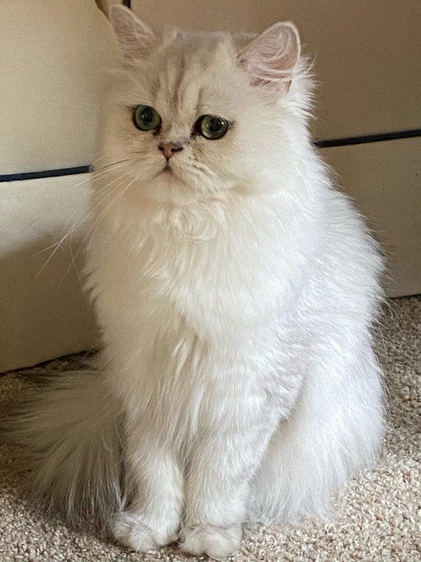 Great Mews Cattery