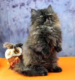 Great Mews Cattery
