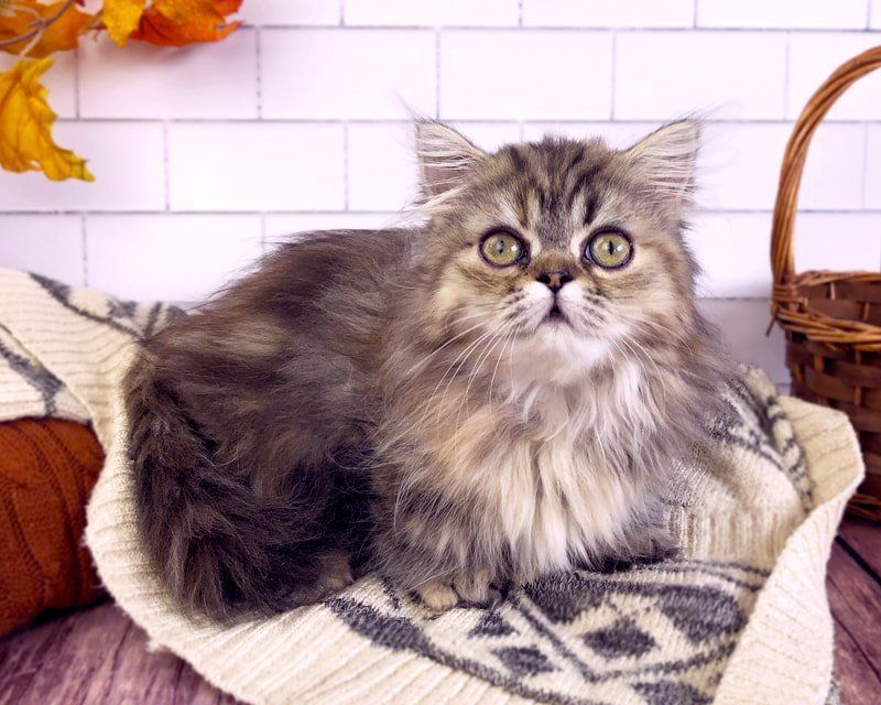 Great Mews June Bug
