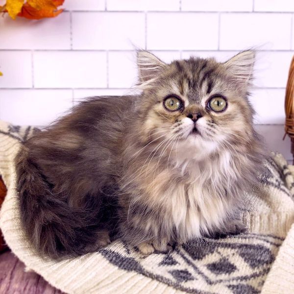 Great Mews June Bug