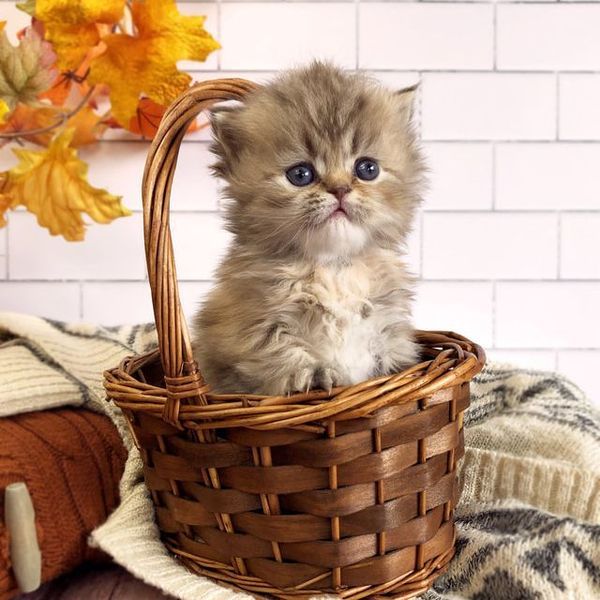 Great Mews Lacy