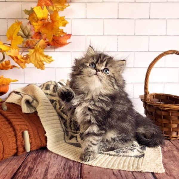 Great Mews Lena