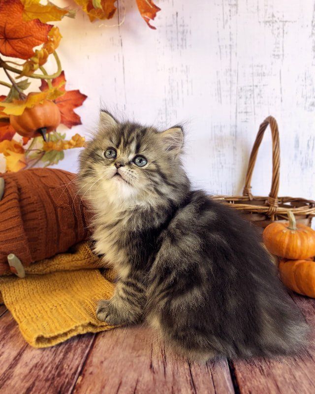 Great Mews Leonardo