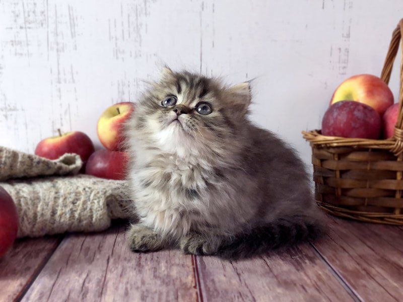 Great Mews Michael