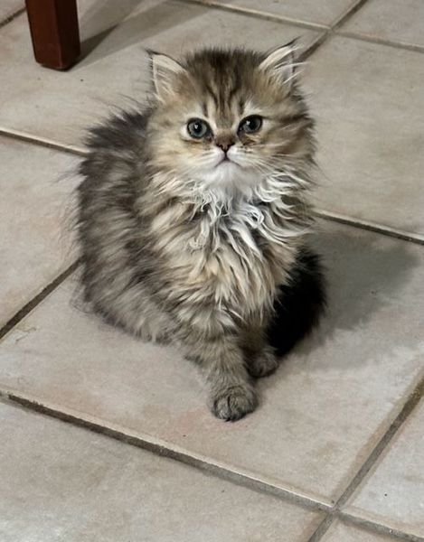 Great Mews Nala