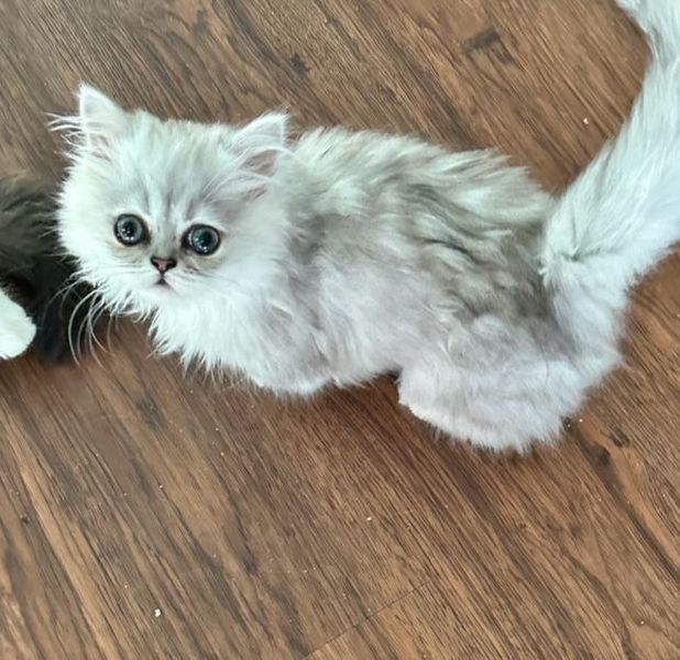 Great Mews Nicholas