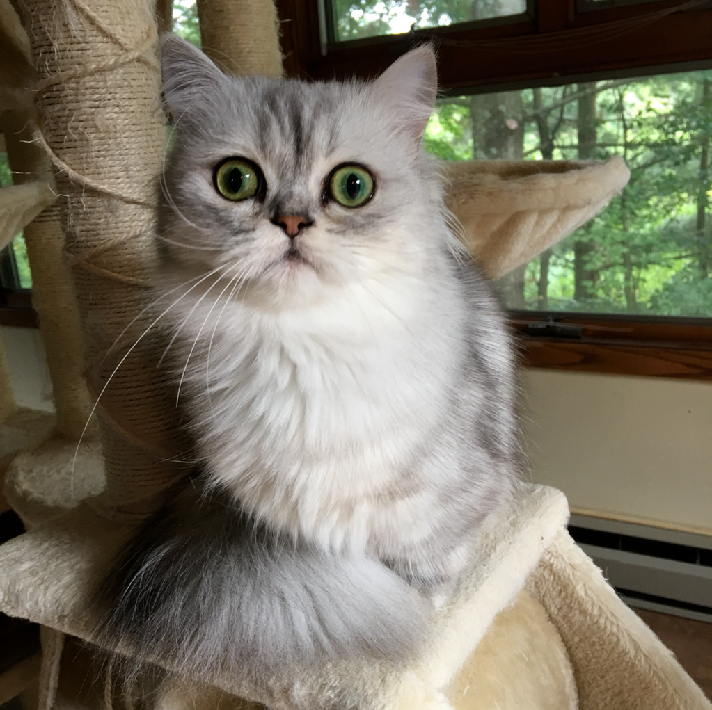 Great Mews Cattery