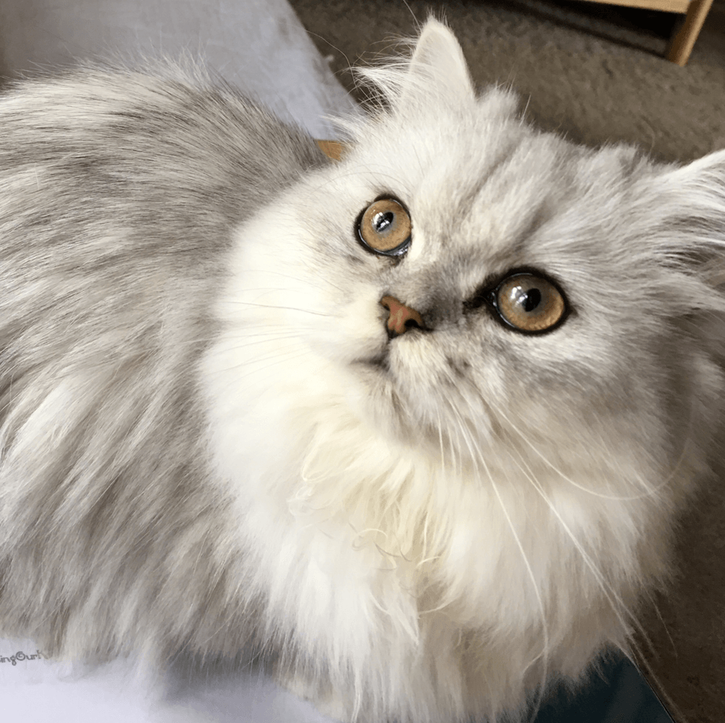 Great Mews Cattery
