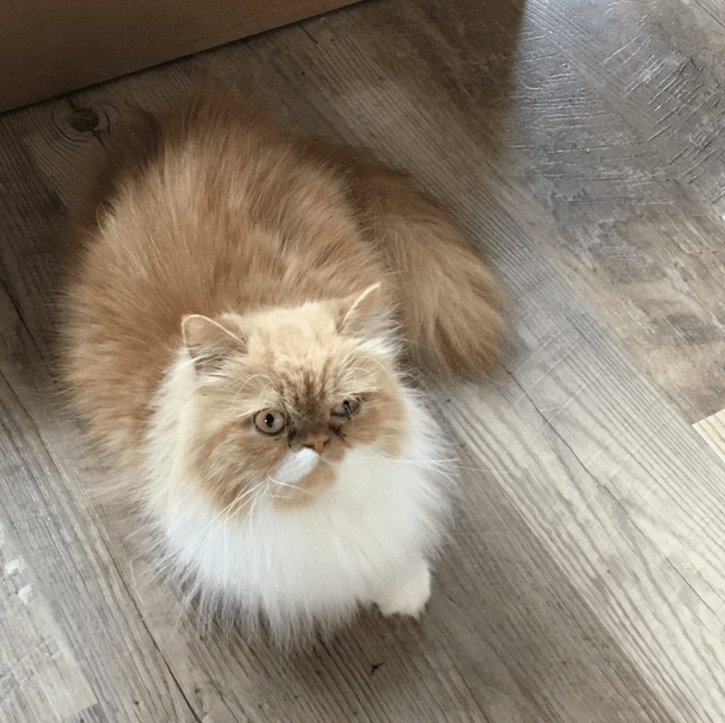 Great Mews Cattery