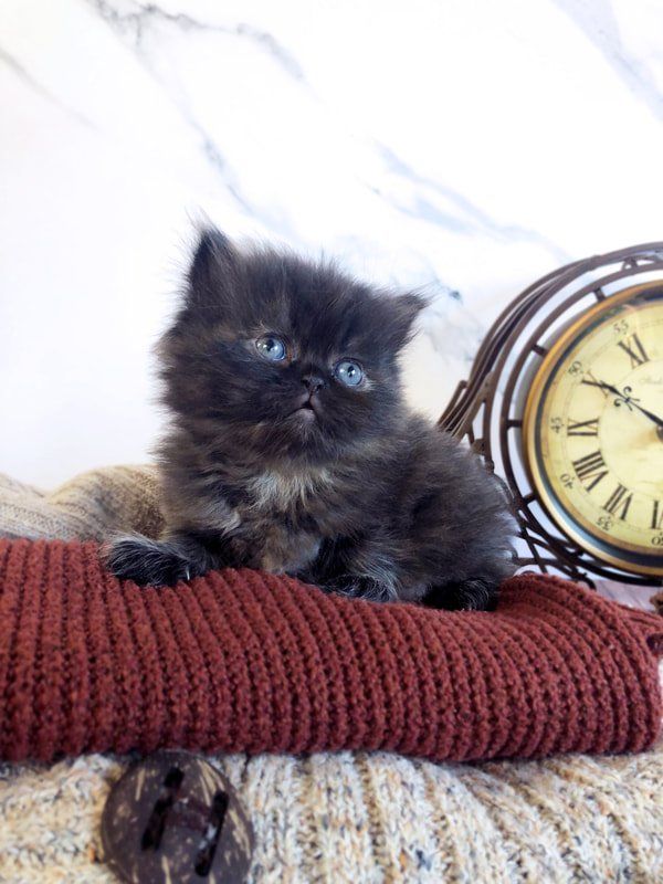 Great Mews Penelope