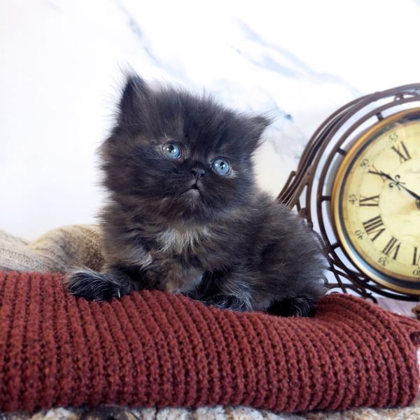 Great Mews Penelope