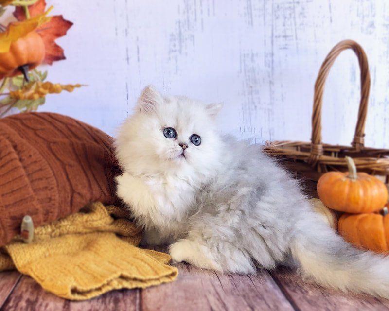 Great Mews Purrcilla