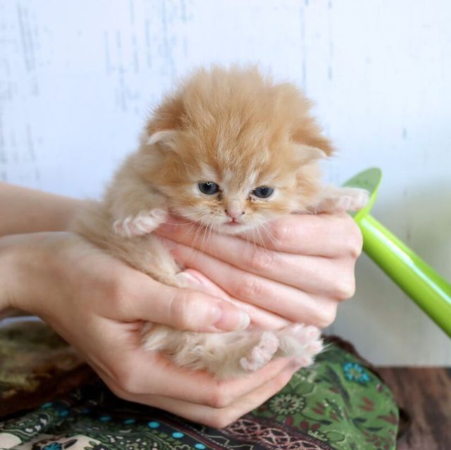 Great Mews Cattery