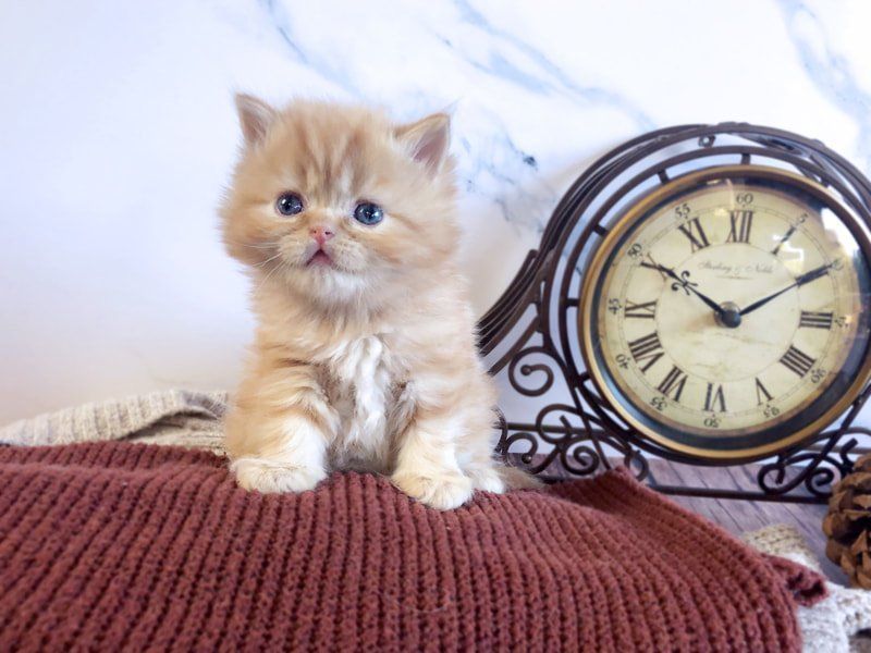 Great Mews Rusty