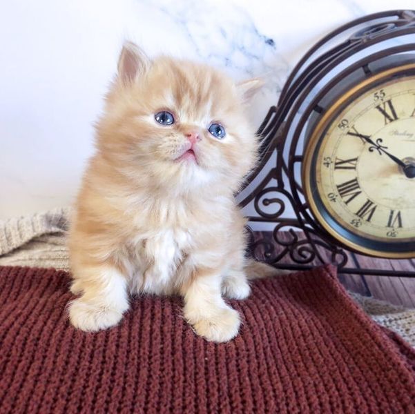 Great Mews Rusty