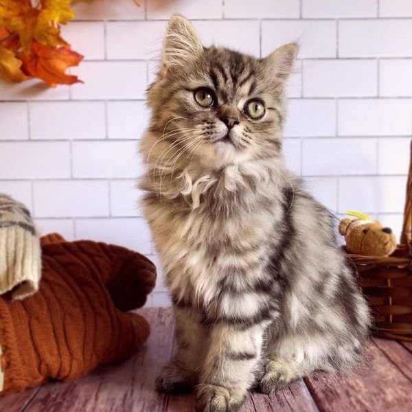 Great Mews Samson