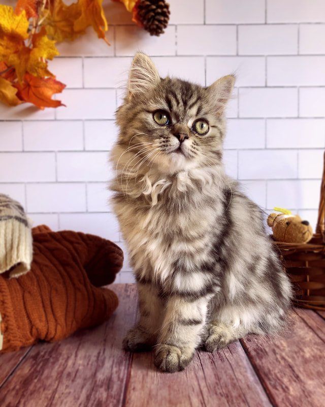 Great Mews Samson