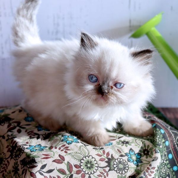 Great Mews Britney