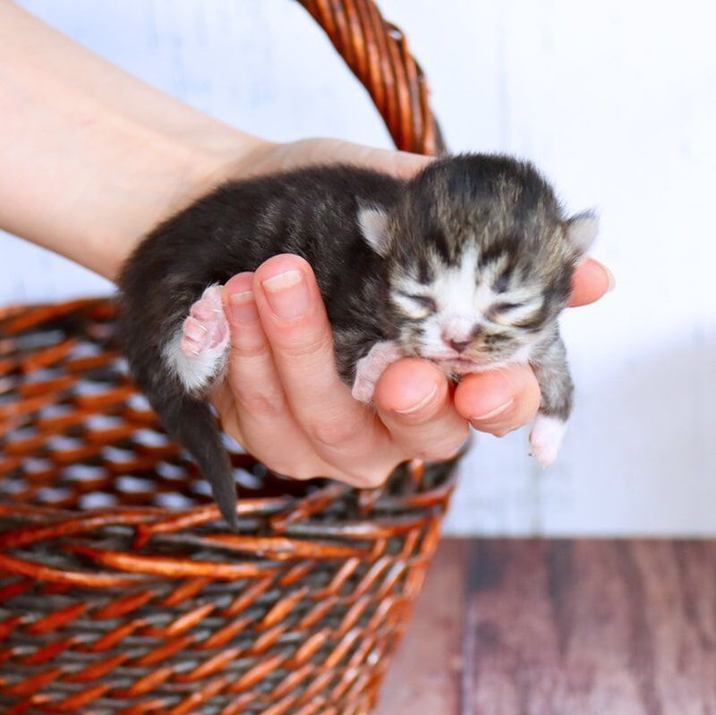 Great Mews Cattery